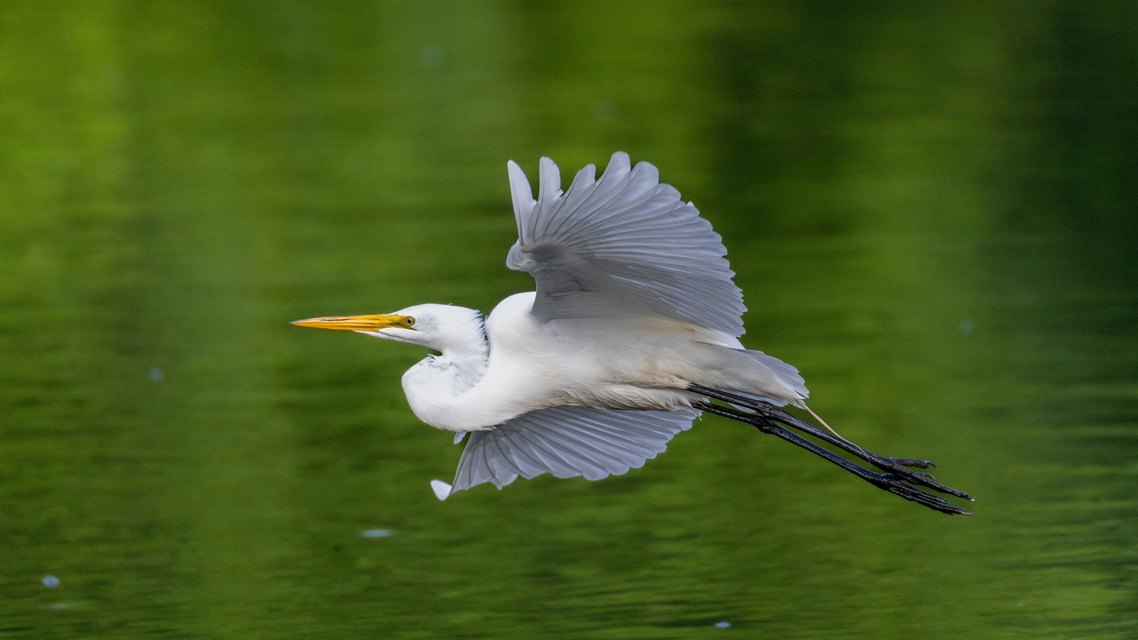 Great Egret