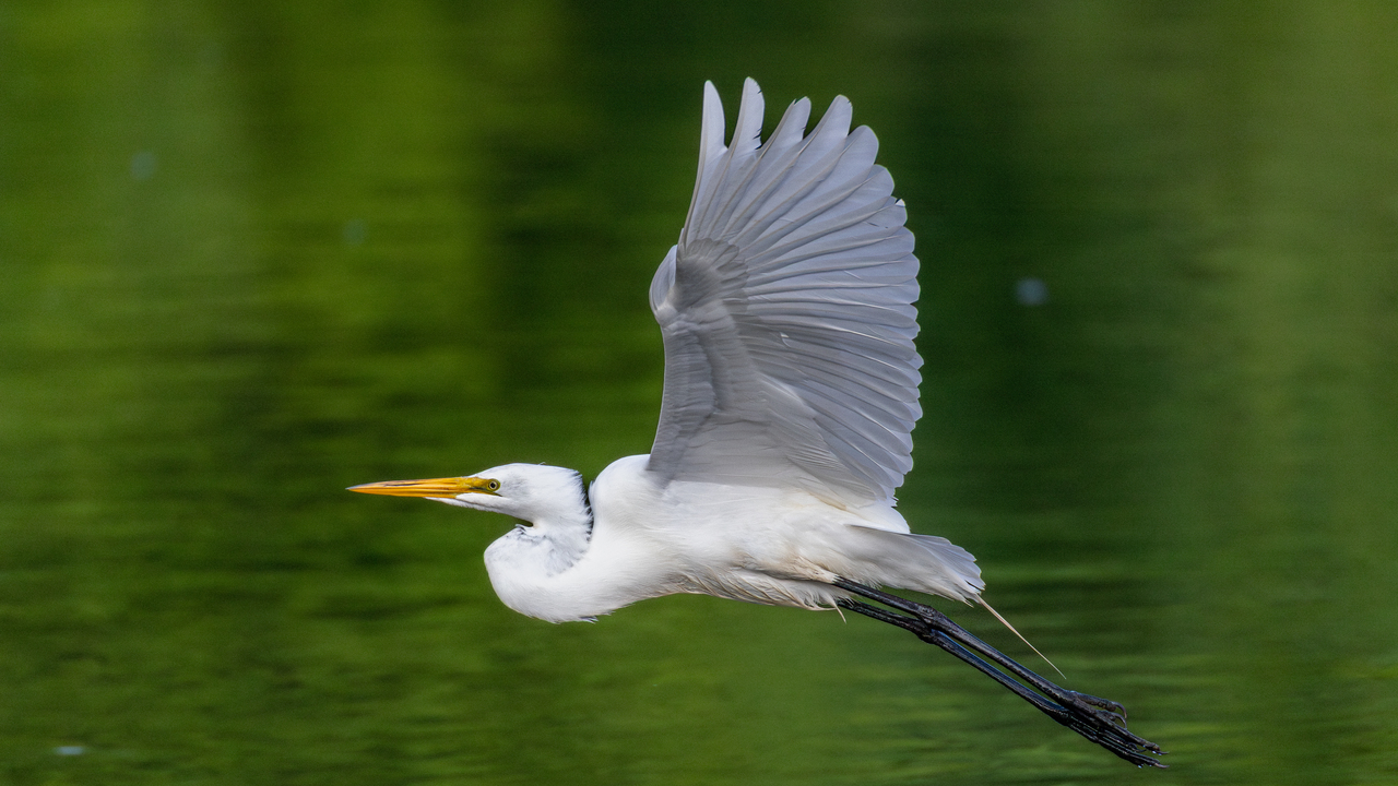 Great Egret