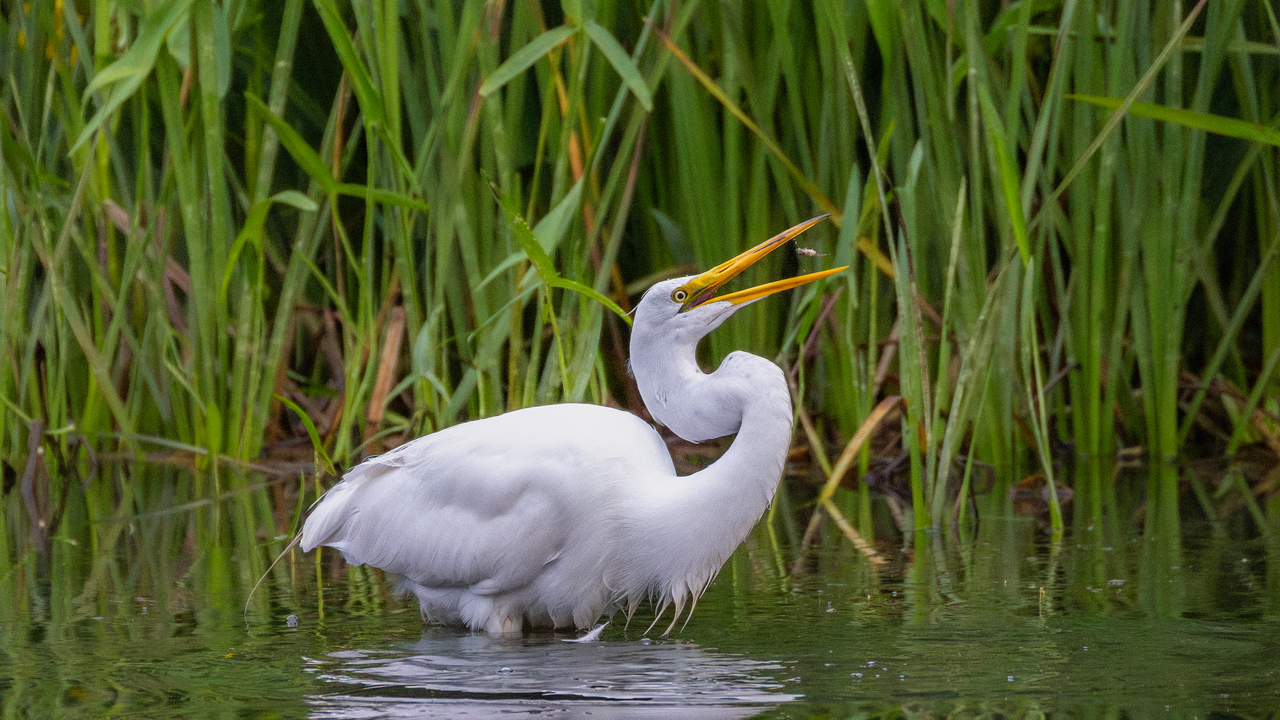 A small catch