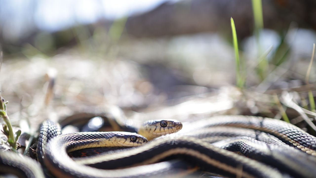 Snake mate