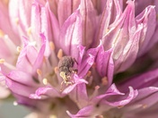 Tiniest Weevil
