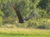 Eagle Morning