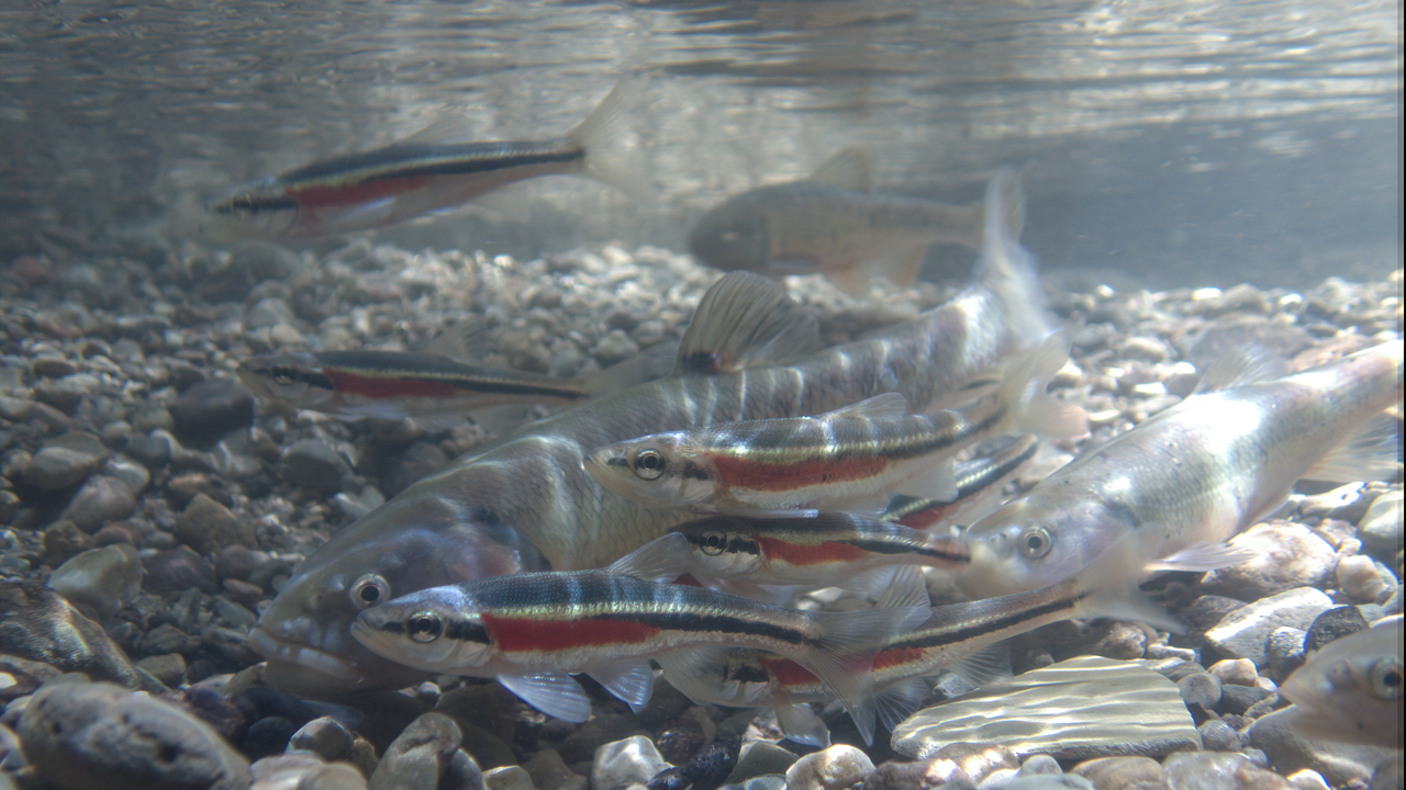 It's spawning time