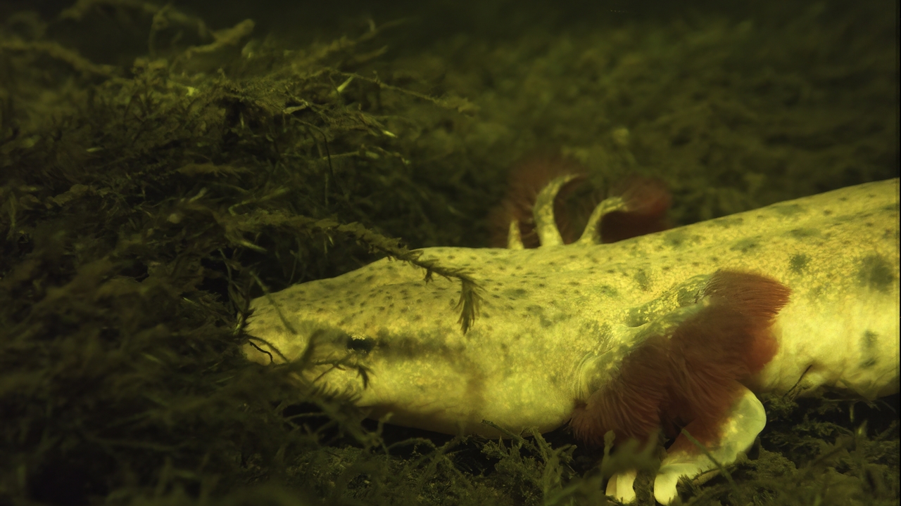 Mudpuppy