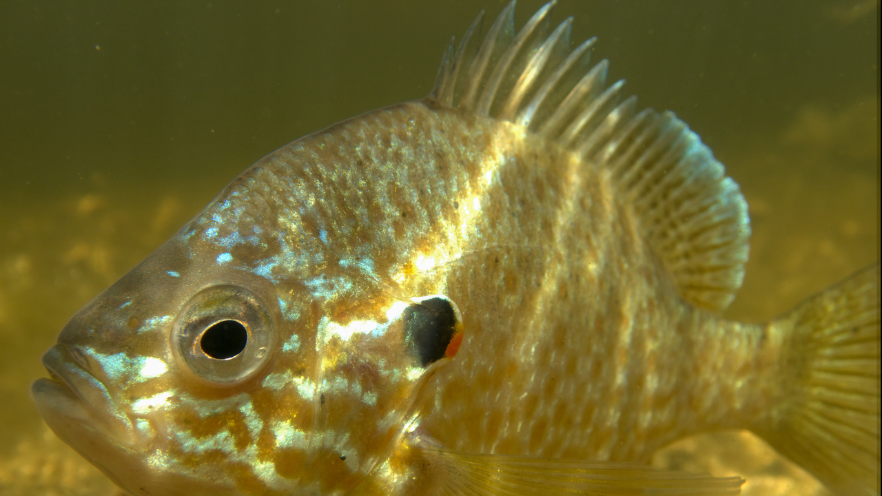 Sunfish