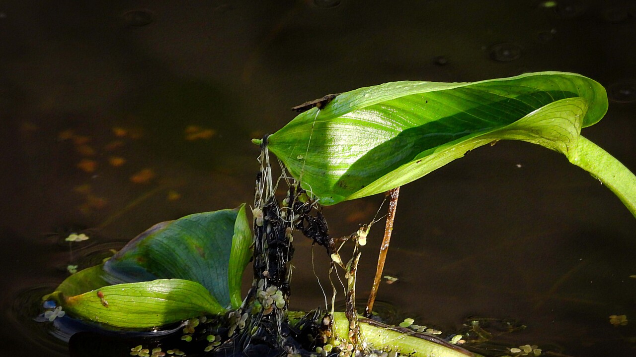 Pond Nursery