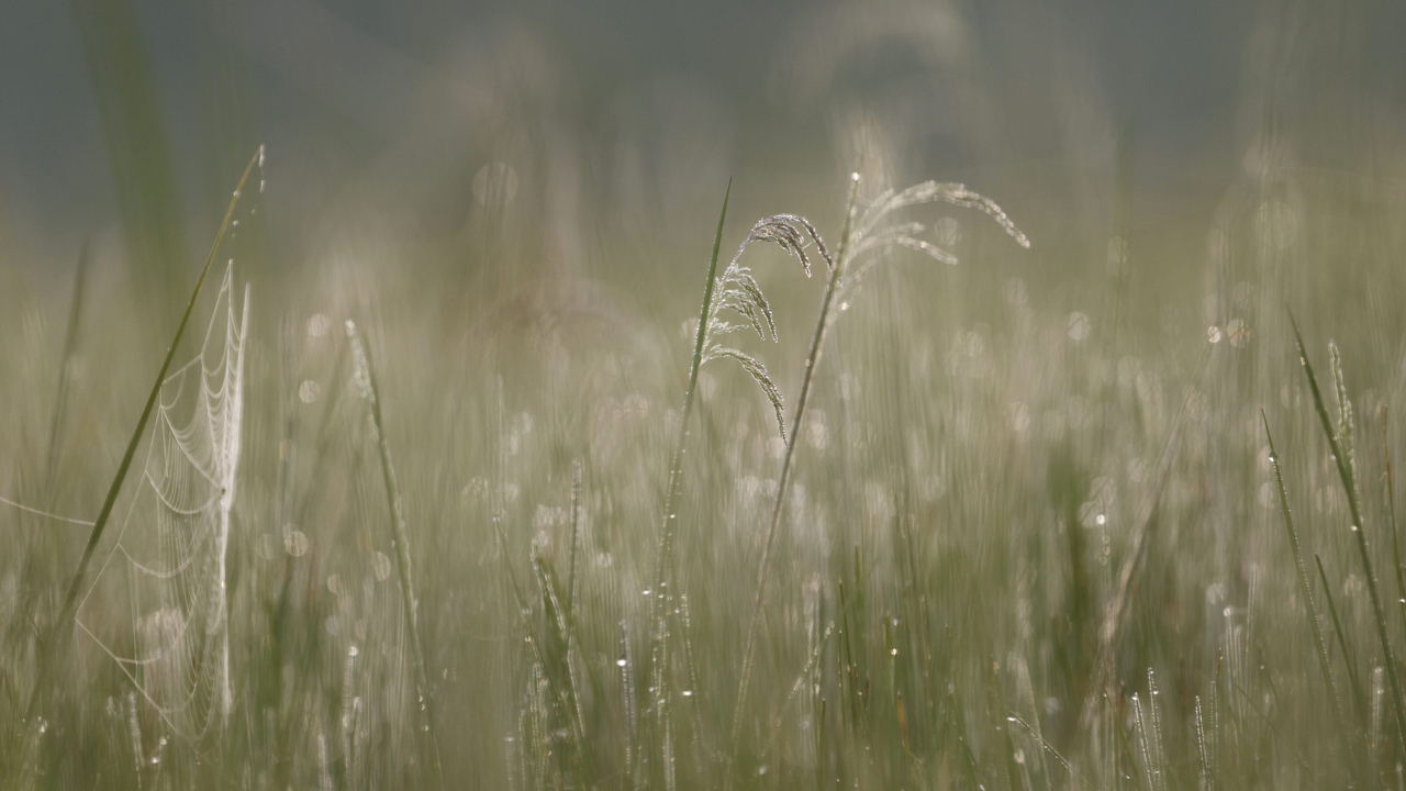Dew in the grass
