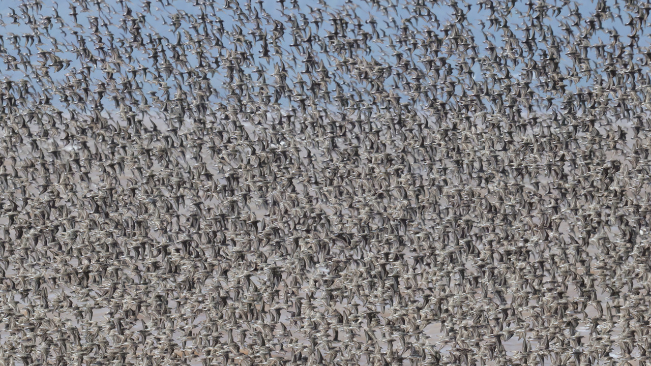 Birds of a feather