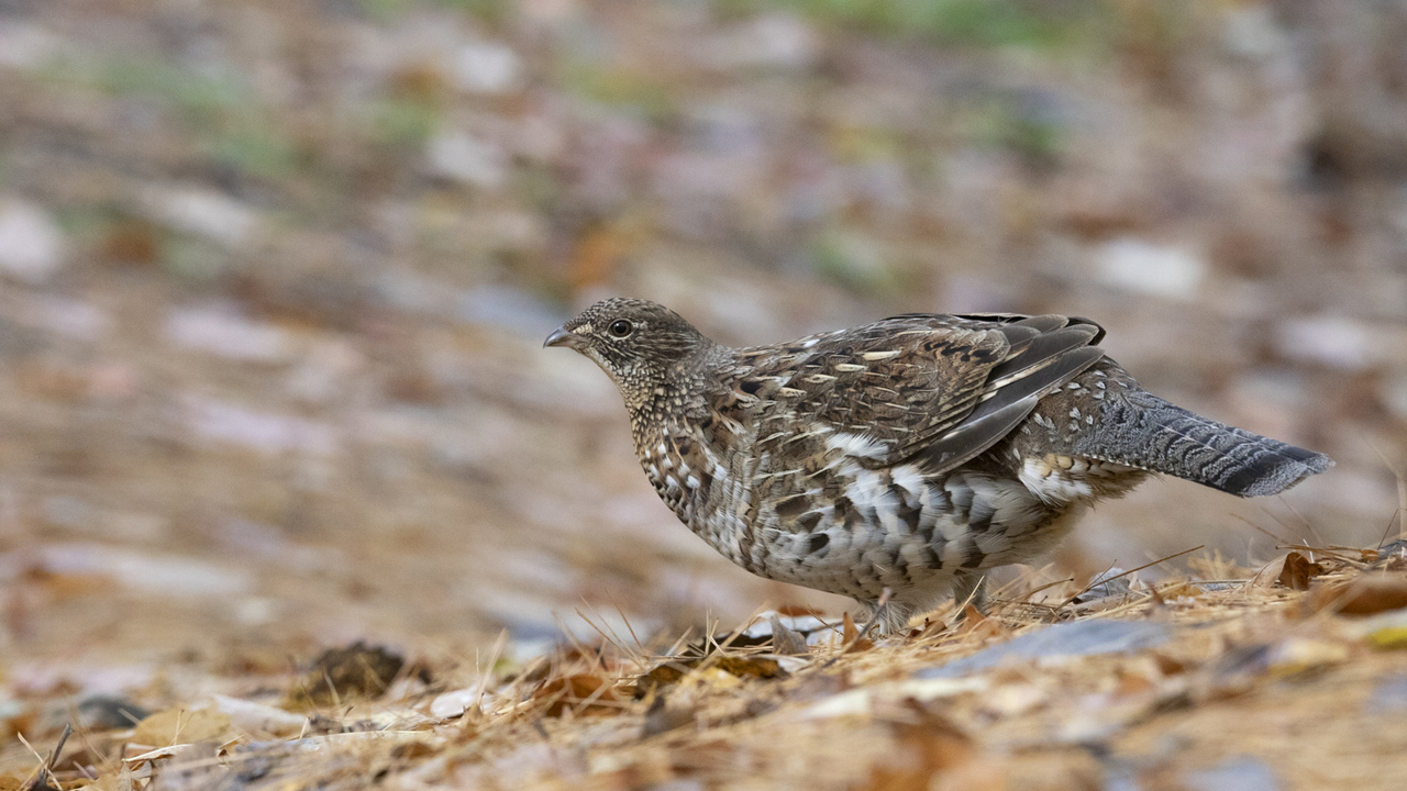 Foraging