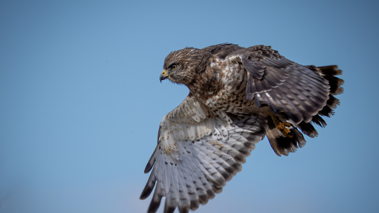 In Flight 