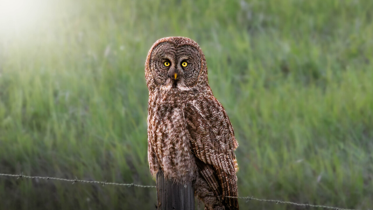 Great Grey Owl