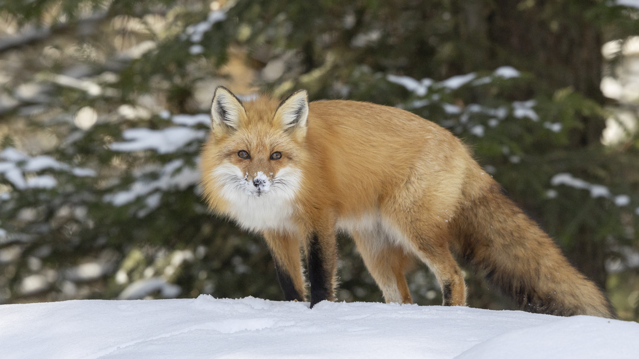 Inquisitive