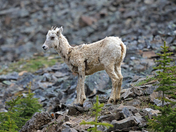 Young Rocky Mountain Ewe