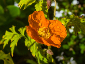 Icelandic Poppy