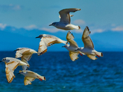 Bonaparte’s Gull