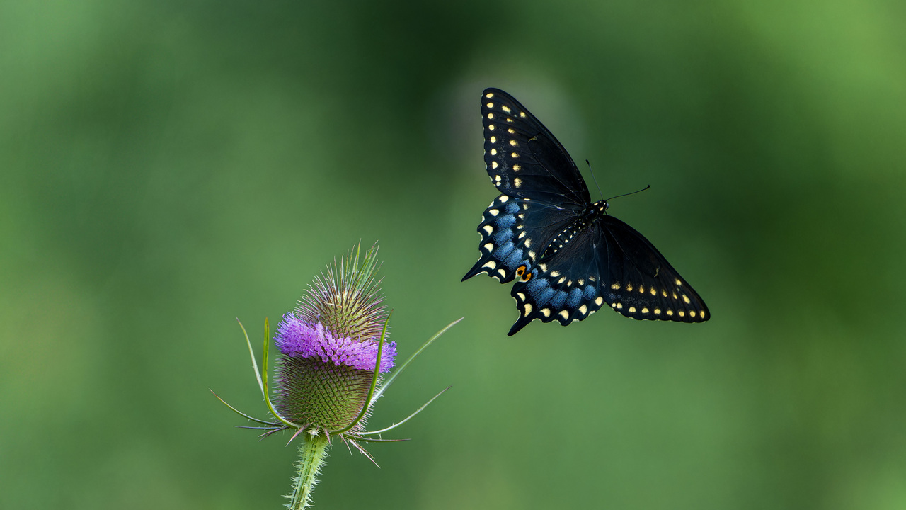 A Pollinator's Stopover