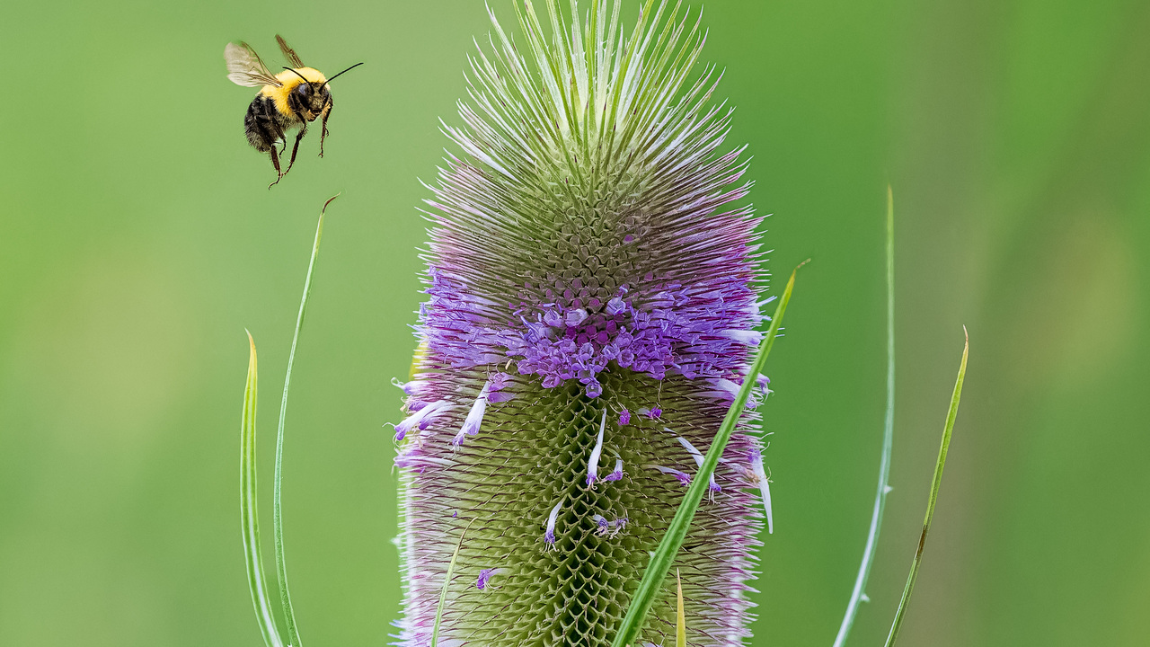 Thistle to Thistle