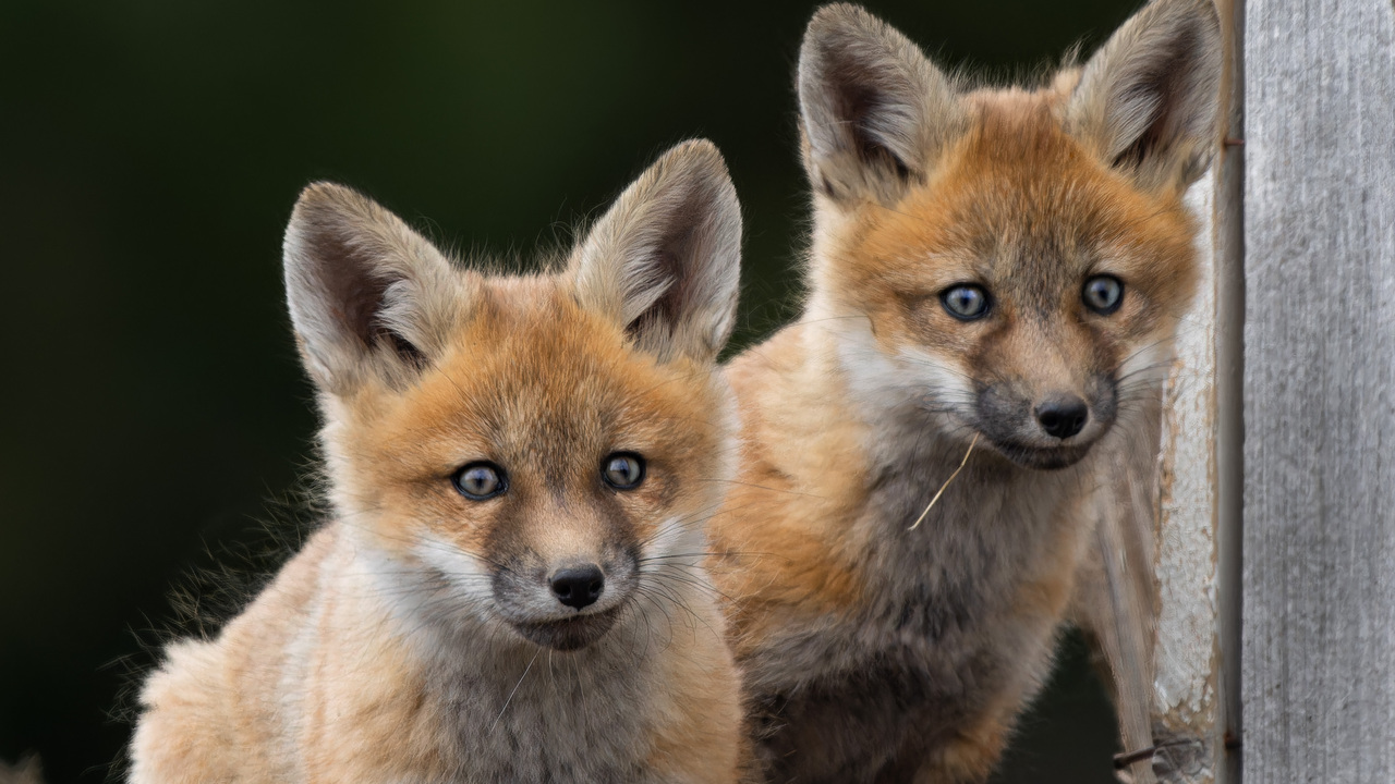 Fox Kits at Dawn