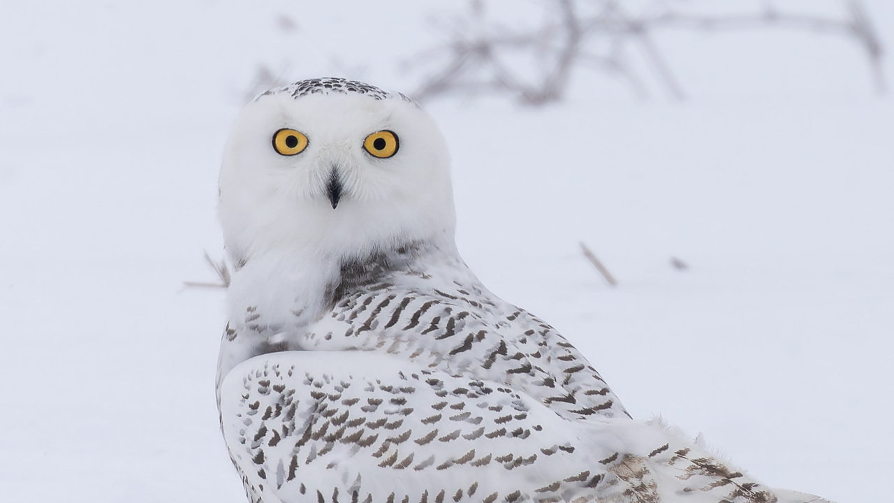 Hunting Through Snow Squall