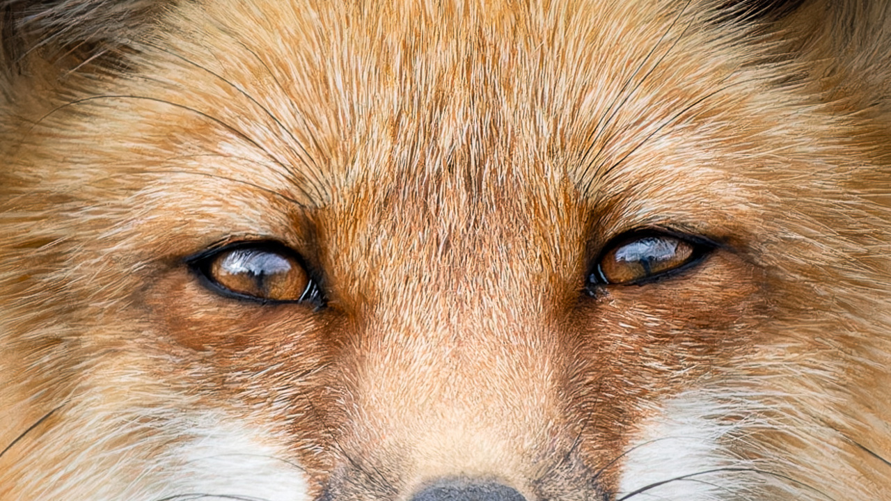 The Fox’s Gaze