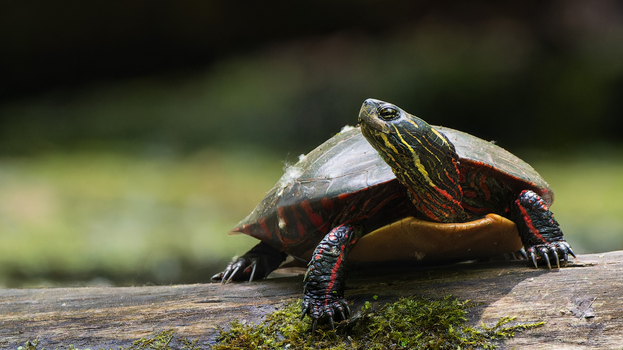 Painted Turtle on Log