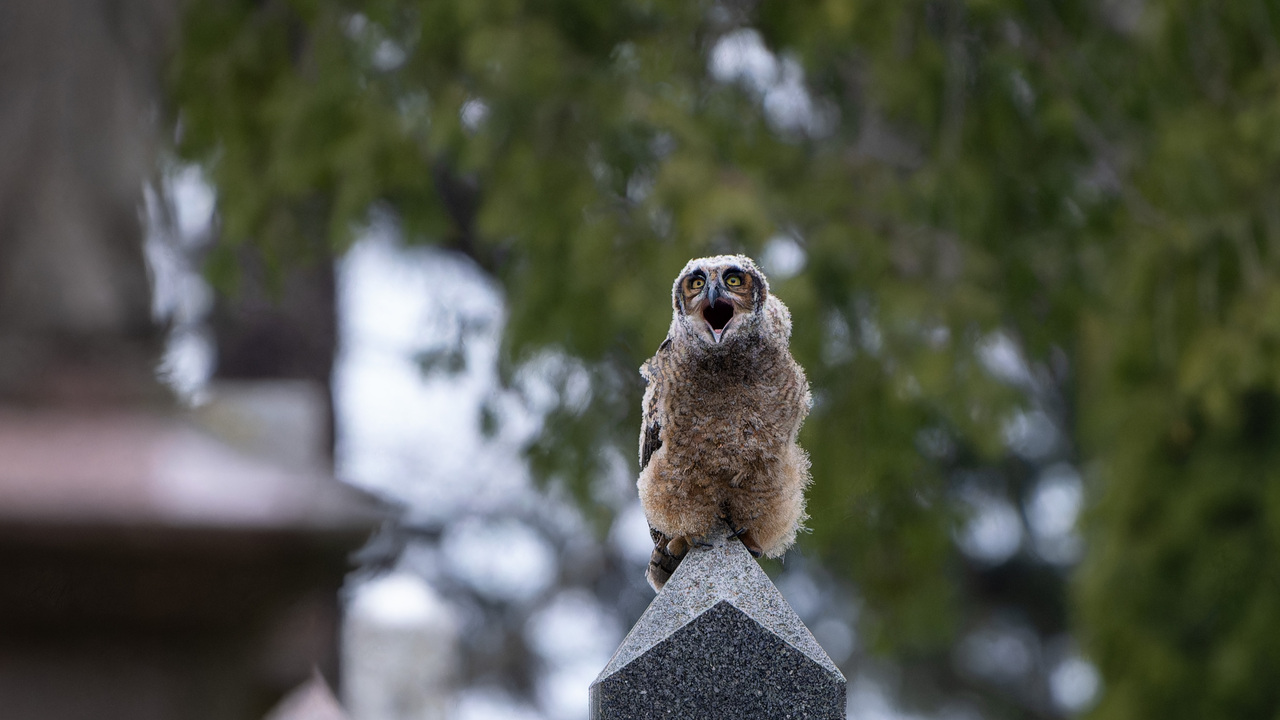 Owl on Gravestone