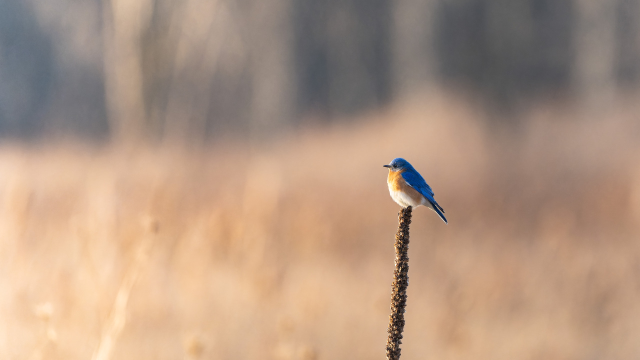 Blue Bird at Dusk