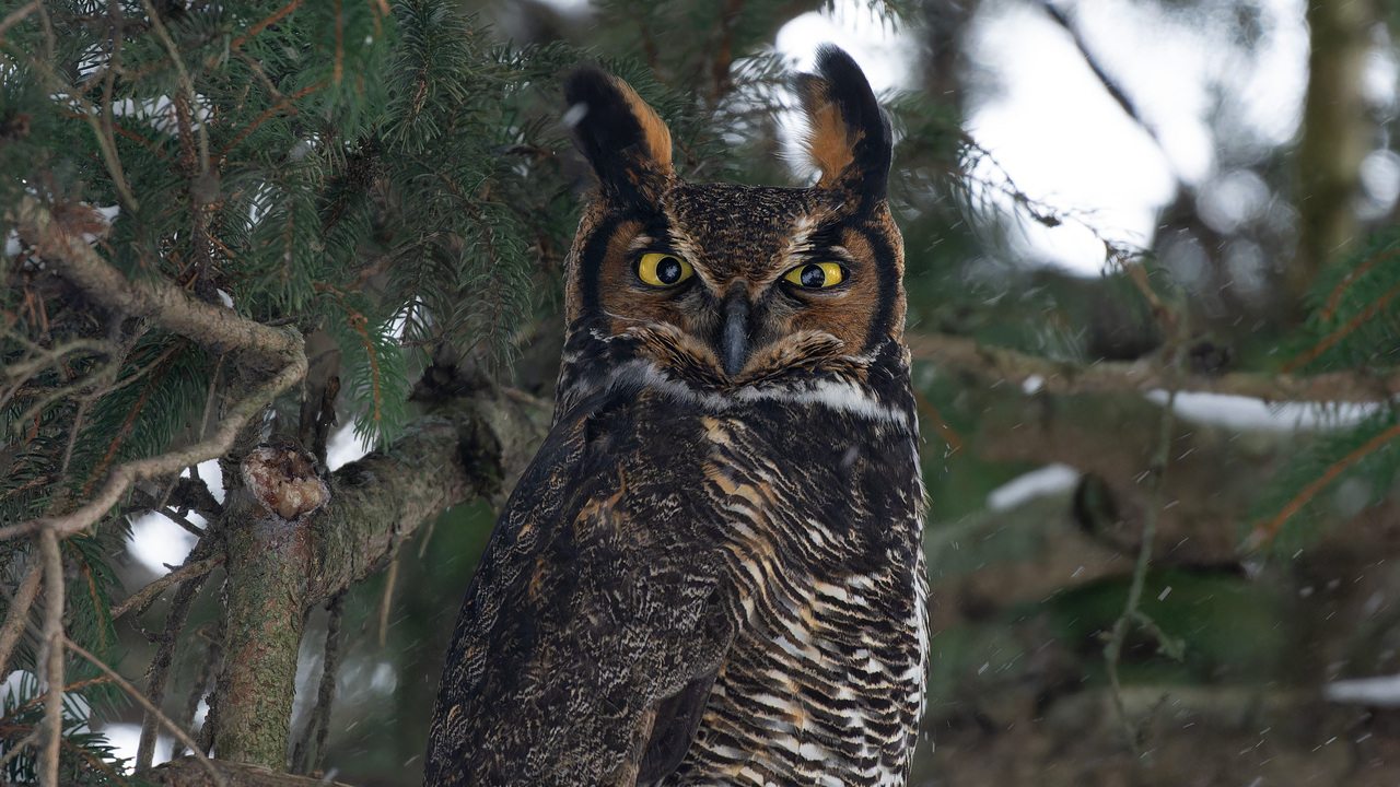 Hooting in the Snow