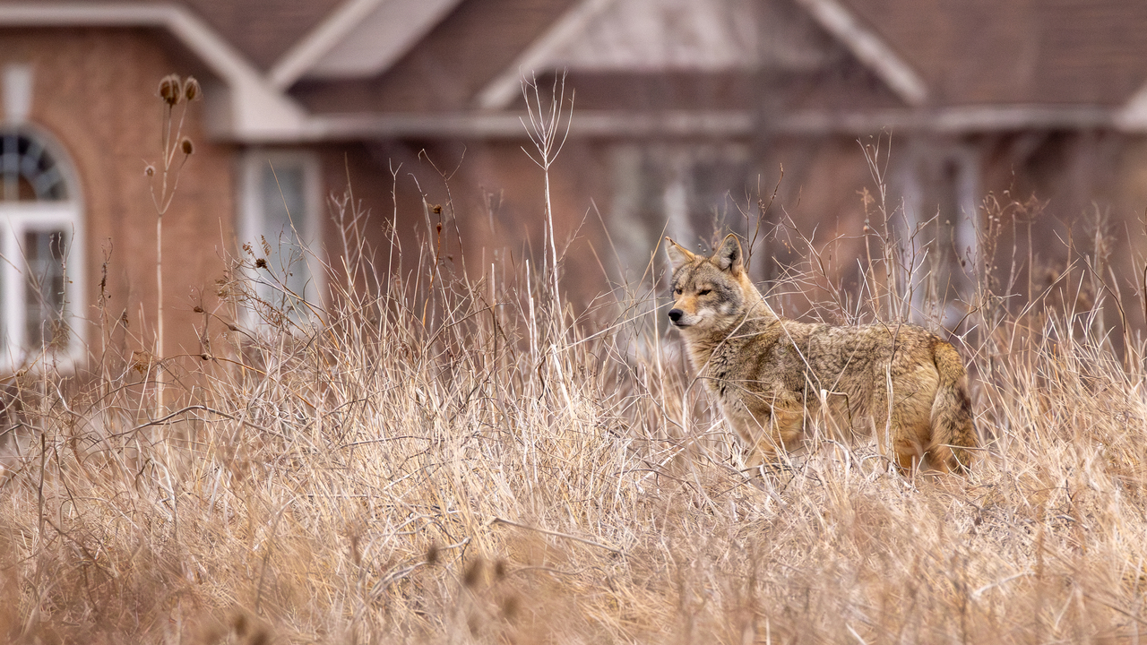 Coyote