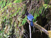 Stellar's Jay