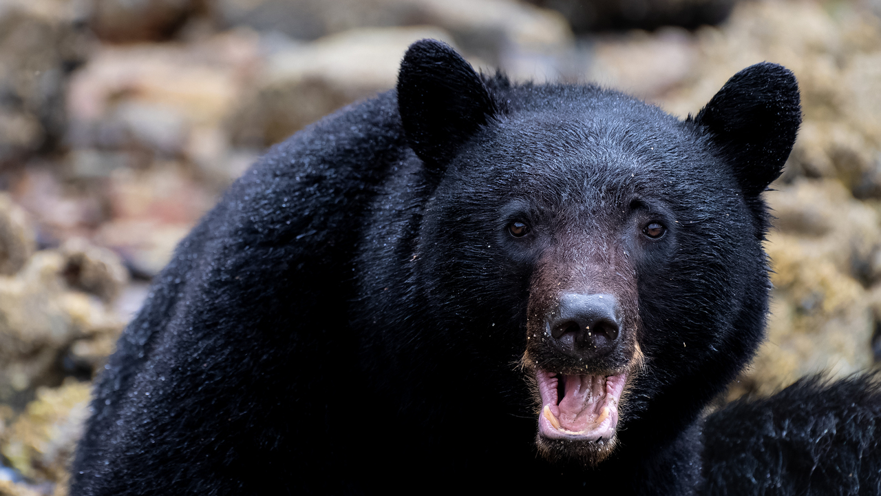 Coastal Black Bear