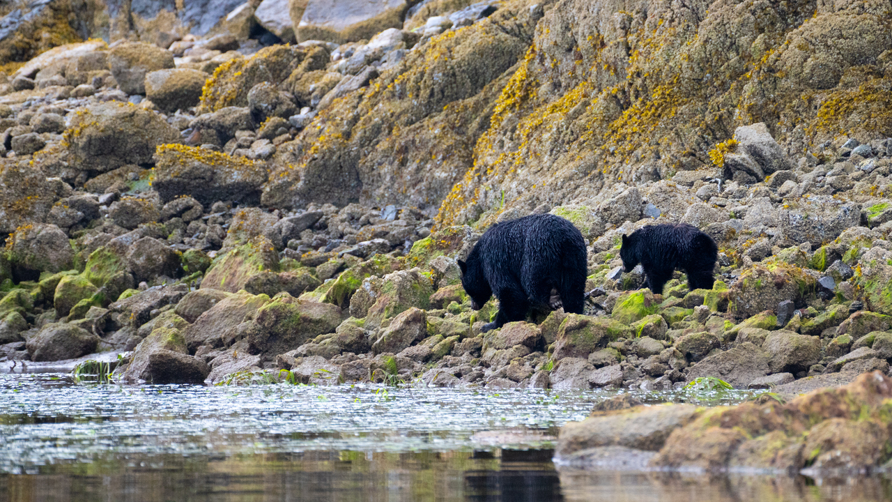 Coastal Black Bear Mom and Cub