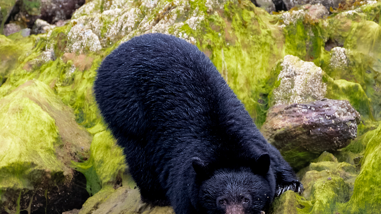 Black Bear Reflection