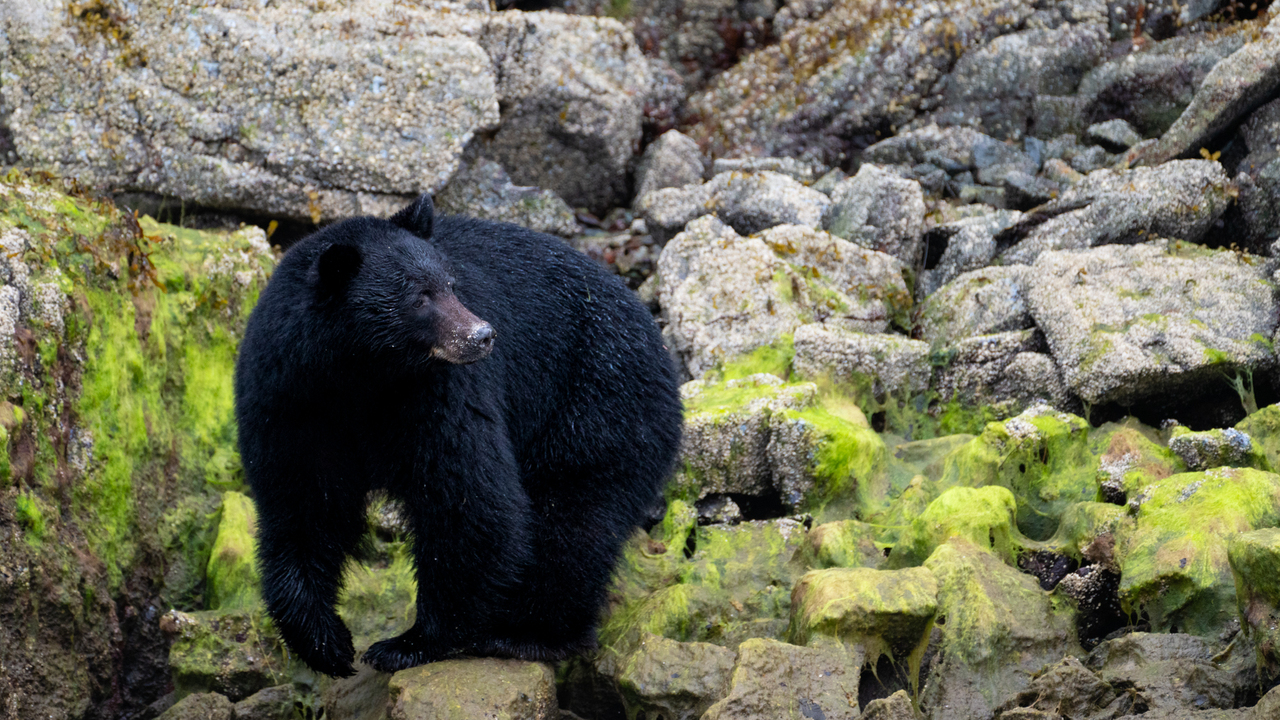 Coastal Black Bear