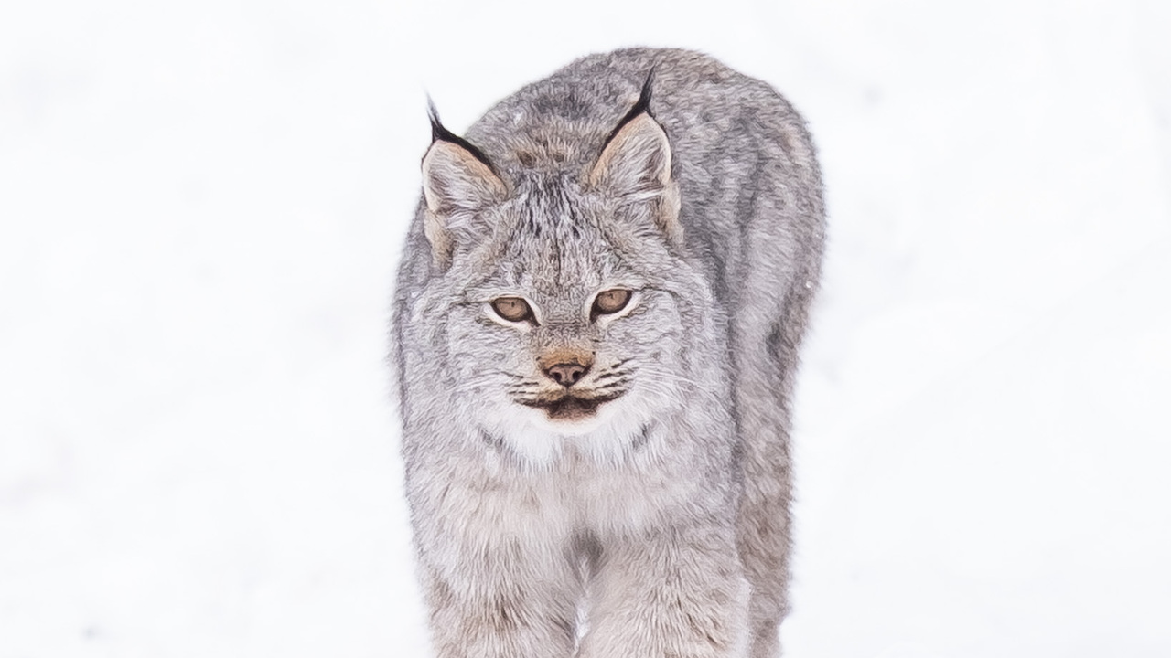 Winter’s Elusive Wanderer II