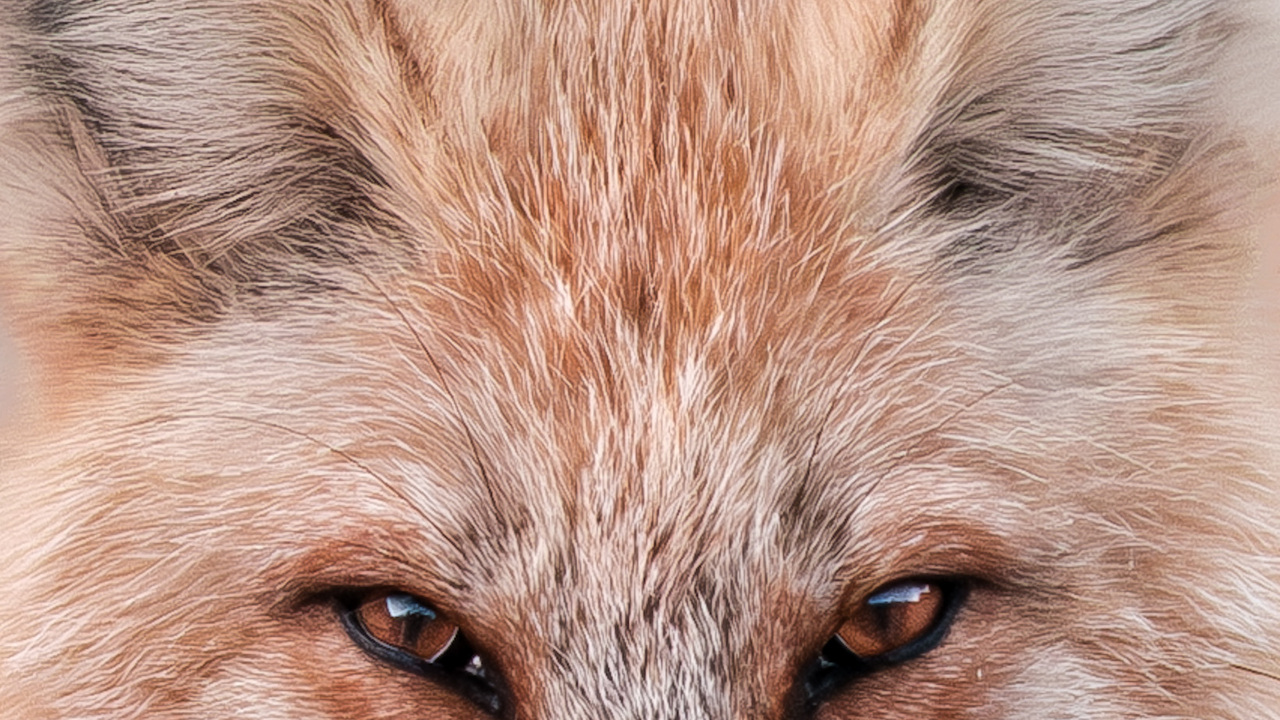 A Stare From The Wild