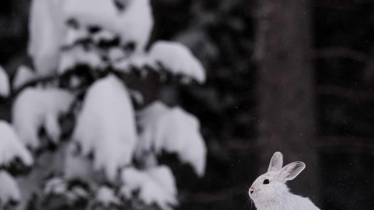 Deep Winter Snowshoe Hare