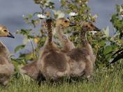 Follow the Leader, Little Goslings