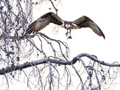 Osprey in flight