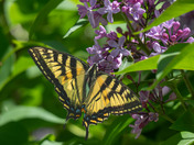 Canadian Tiger Swallowtail (Papilio canadensis)