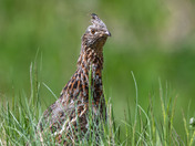 Momma Grouse