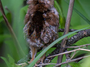 Ruffed Grouse Chick