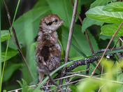 Ruffed Grouse Chicks!!