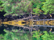 Mirror Reflection