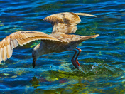 Adolescent Western Gull