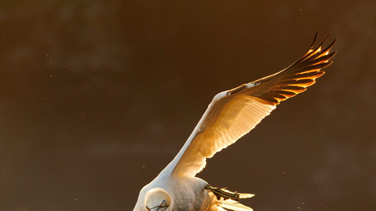 Twilight flight 