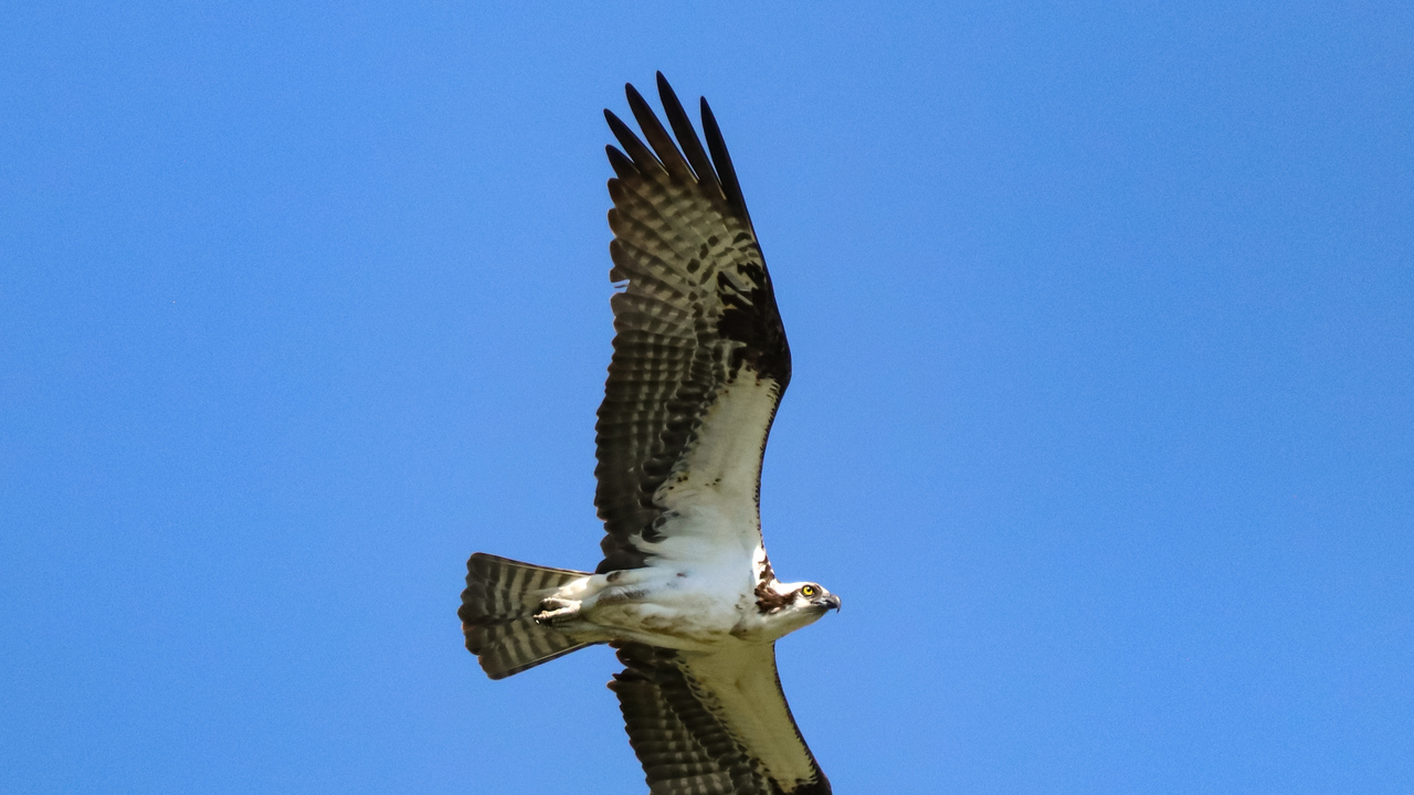 Fishing Osprey