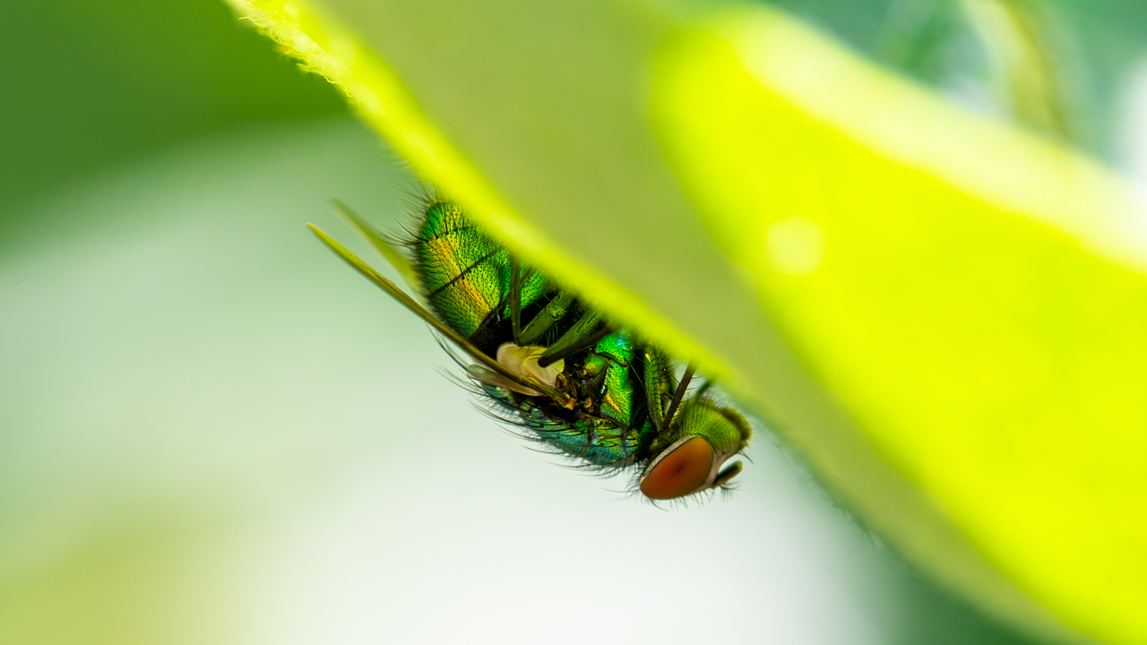 Green Bottle Fly
