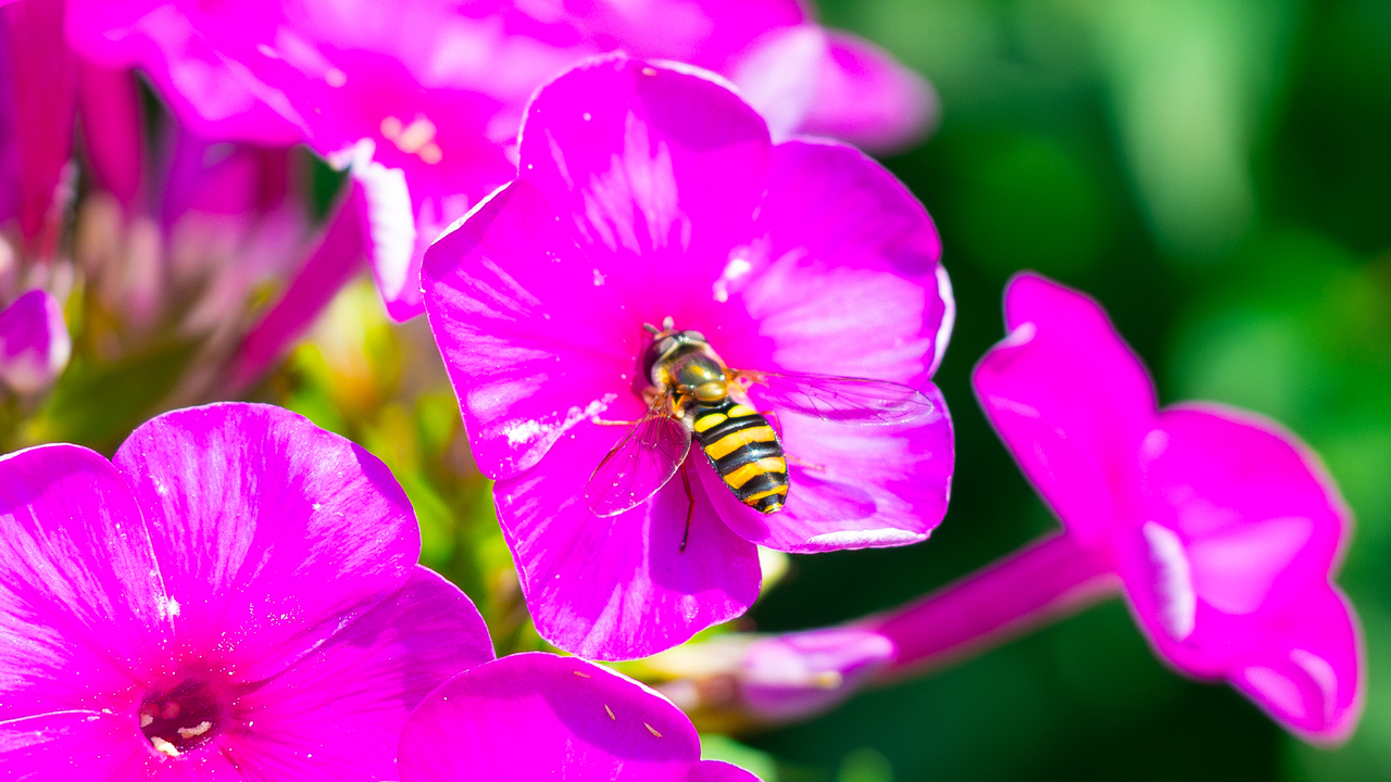 Hoverfly in the Garden