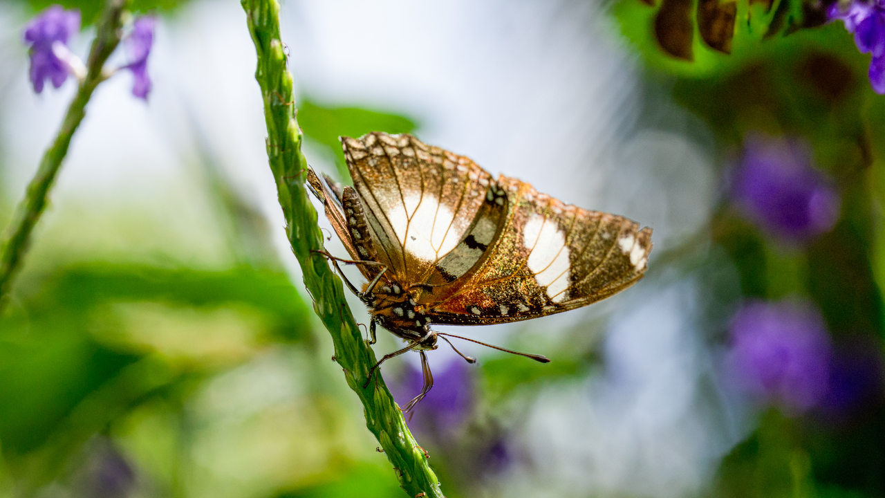 Butterfly Oasis